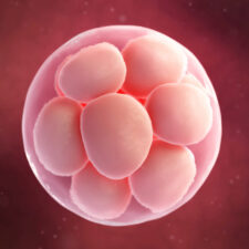 Egg-donor-16-cell-egg-1068x801